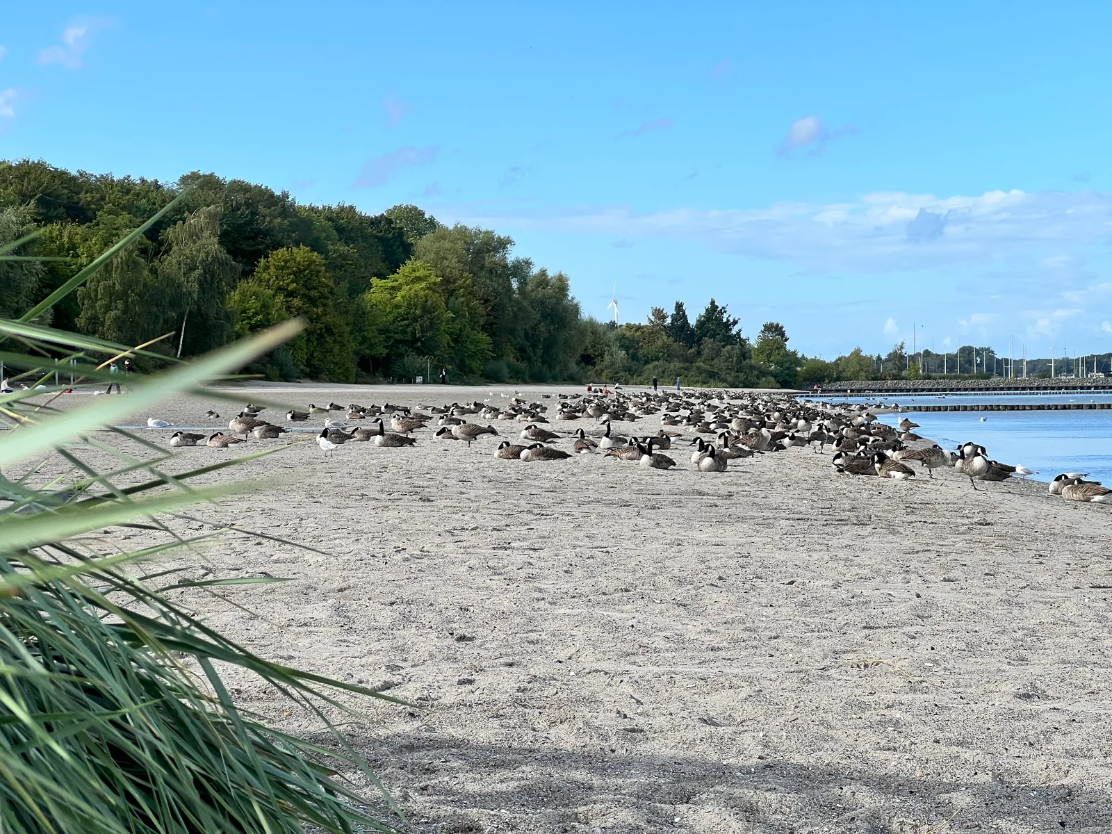 Strandbad Stralsund mit Sandstrand und Blick über den Strelasund